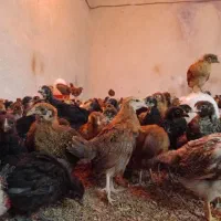 جوجه و مرغ  گلپایگان