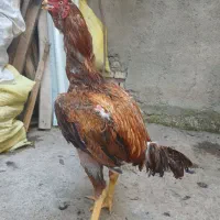 جوجه خروس ترک لاری