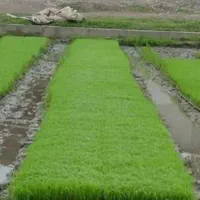برنج هاشمی درجه یک شمال