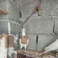 کبوتر طوقی وسفید