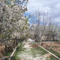 باغ در عسگران