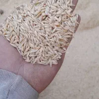 جوو|لوازم جانبی حیوانات|مریوان, |دیوار