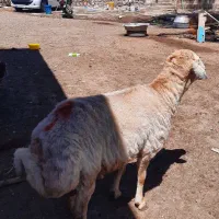 گوسفند گوشتی