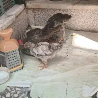 فروش یک عدد جوجه بومی و یک اردک