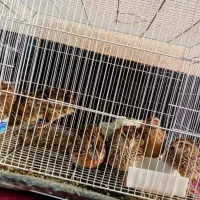 بلدرچین تخم گذار و گوشتی