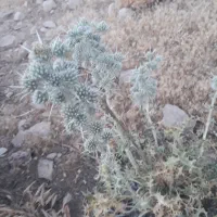 عسل