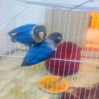 مرغ عشق انگلیسی  فنچ کینگ  کوتوله برزیلی