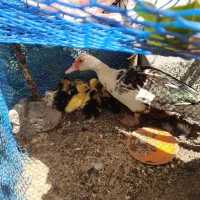 فروش اردک اسرائیلی