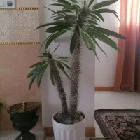 مادگاسکار