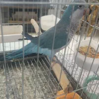 راهب خورشیدی و گیرینچیک