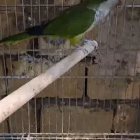 راهب تک با برگه تست