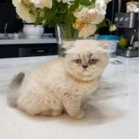 گربه اصیل