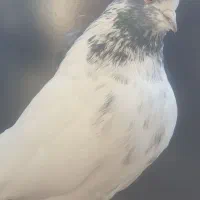 نر سر و دم سبز