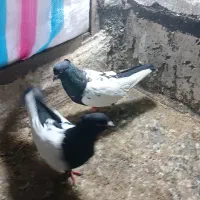 سینه سیاه نر ب شرط