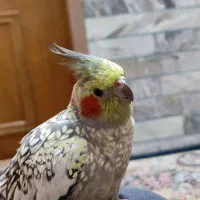 عروس هلندی گمشده