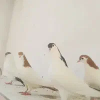 یال دم وخالدم