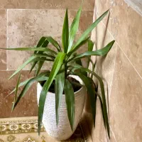 گل طبیعی با گلدان
