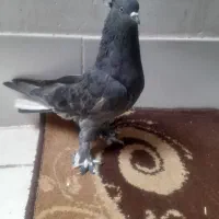سه تا کفتر پرشی به شرط