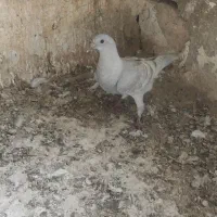 الماسی خط سفید