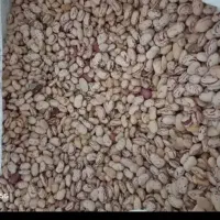 لوبیا چیتی تازه