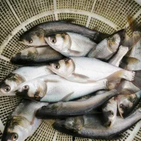 انواع بچه ماهی