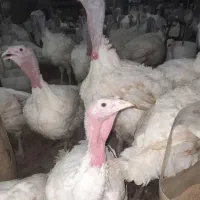 بوقلمون گوشتی بیوتی