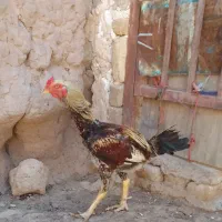 خروس لاری