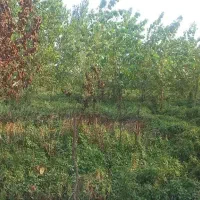 زمینی-به-مساحت200متر-در-جای-دنج