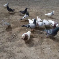 ۵۰۰۰۰۰|پرنده|زاوه, |دیوار