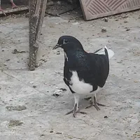 جوجه ساده