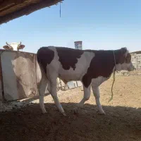 گوسالع نر ۲ عدد