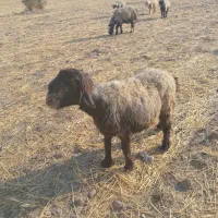 میش داشتی