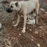 سگ ماده
