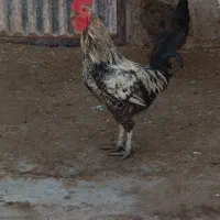 خروس