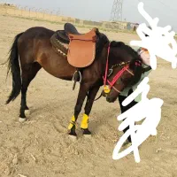 اسب مادیان وکرهفروشی درجه 1