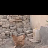 مرغ برهما‌ اصل