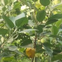 درخت میوه|گل و گیاه طبیعی|آبادان, |دیوار