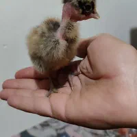 جوجه ده روزه نژاددارومعمولی