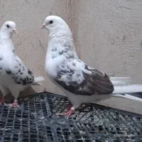 کفتر پرشی