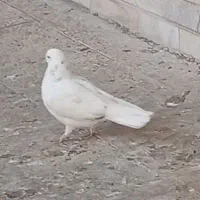 کبوتر تار شده