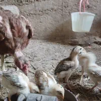مرغ لاری باجوجه