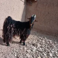 چپش