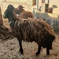 قوچ موقعیت شهرستان درگز