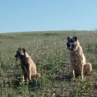 واگذاری نر و ماده سرابی دهن پاک گله ای نگهبانی