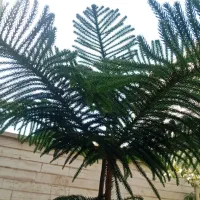 حراج واقعی ۳ گلدان خانگی