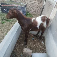 بز پاکستانی