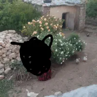 کاه گندم