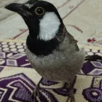 مینا سهره