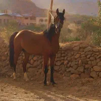 اسب مادیان سه و نیم ساله