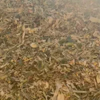 سیلاژ ذرت فله و بسته بندی